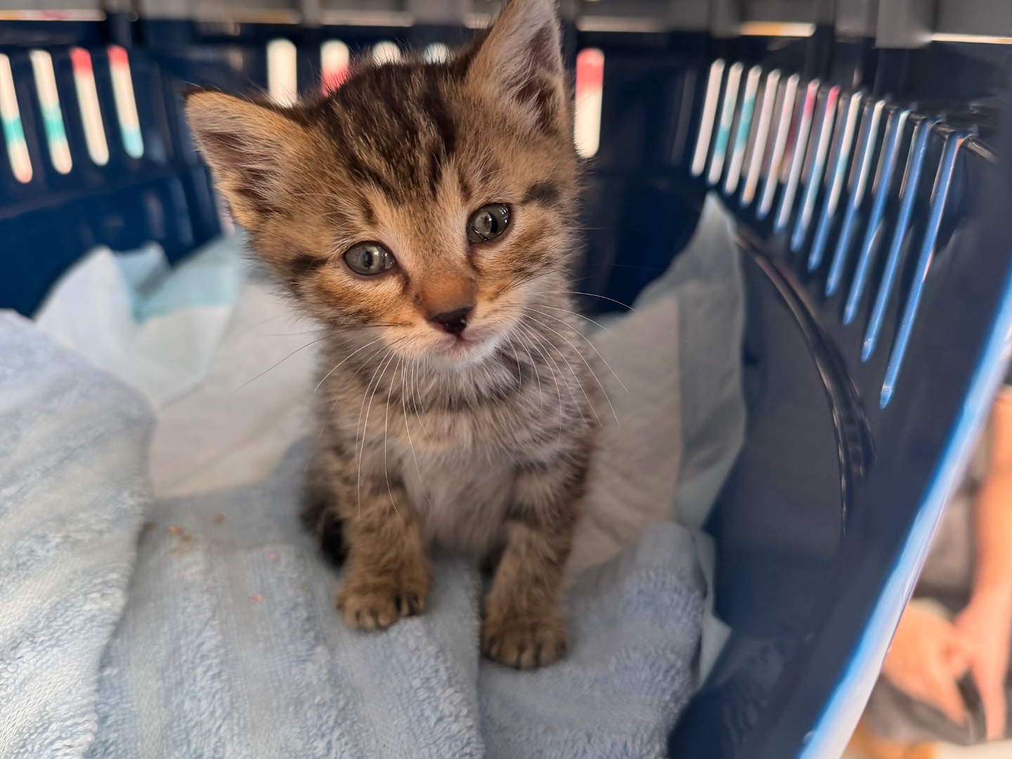 Adotta un gatto, taglia non valida, maschio, Prato