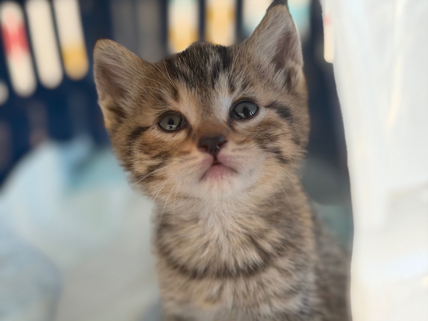 Adozione gatto, maschio, Razza sconosciuta Razza sconosciuta, 1 mesi, taglia non valida, Prato