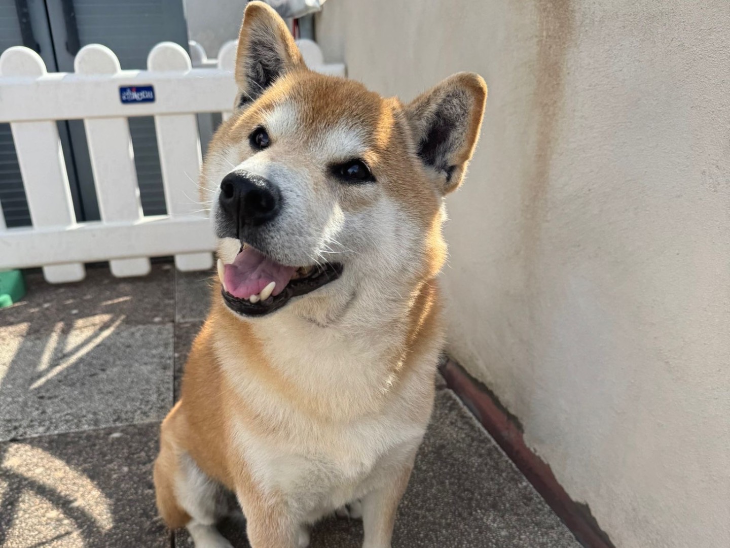 Adozione cane, maschio, Shiba Razza sconosciuta, 10 anni, taglia piccola, Monza
