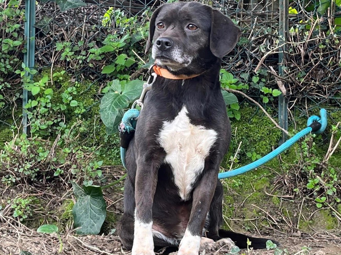 Adotta un cane, taglia media contenuta, femmina, Frosinone