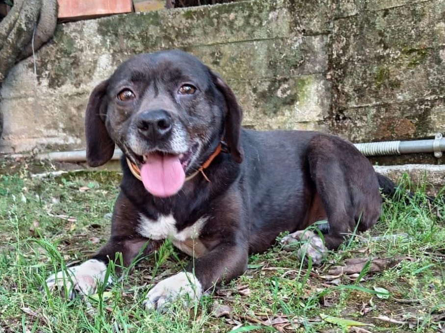 Adozione cane, femmina, Razza sconosciuta Razza sconosciuta, 6 anni e 7 mesi, taglia media contenuta, Frosinone