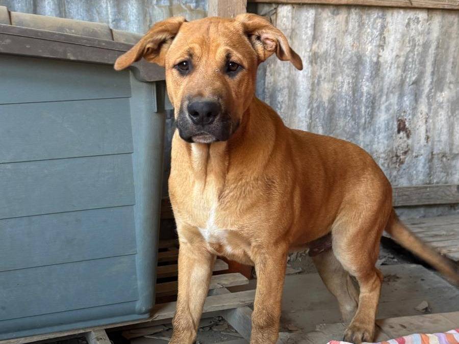 Adozione cane, femmina, Razza sconosciuta Razza sconosciuta, 5 mesi, taglia media, Caserta
