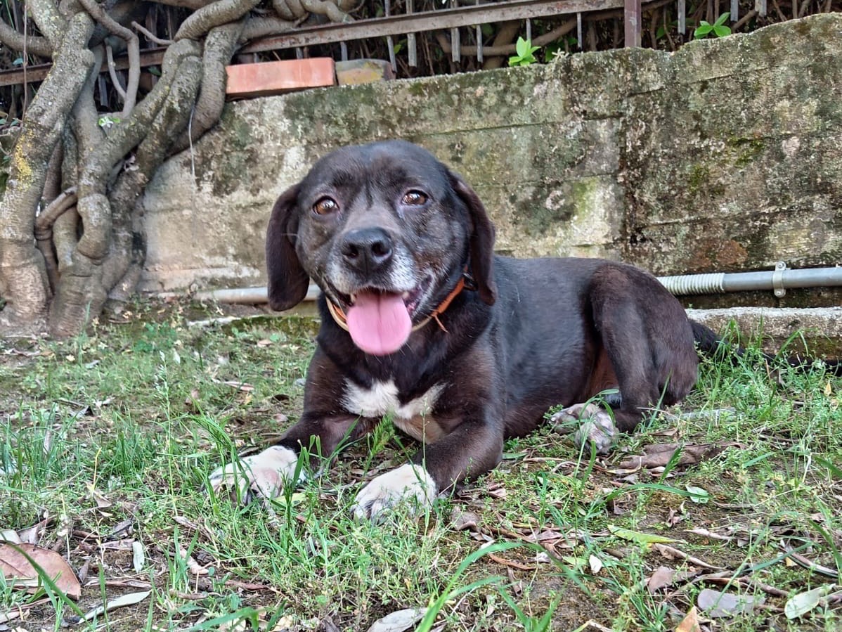 Adozione cane, femmina, Razza sconosciuta Razza sconosciuta, 7 anni e 4 mesi, taglia media, Frosinone