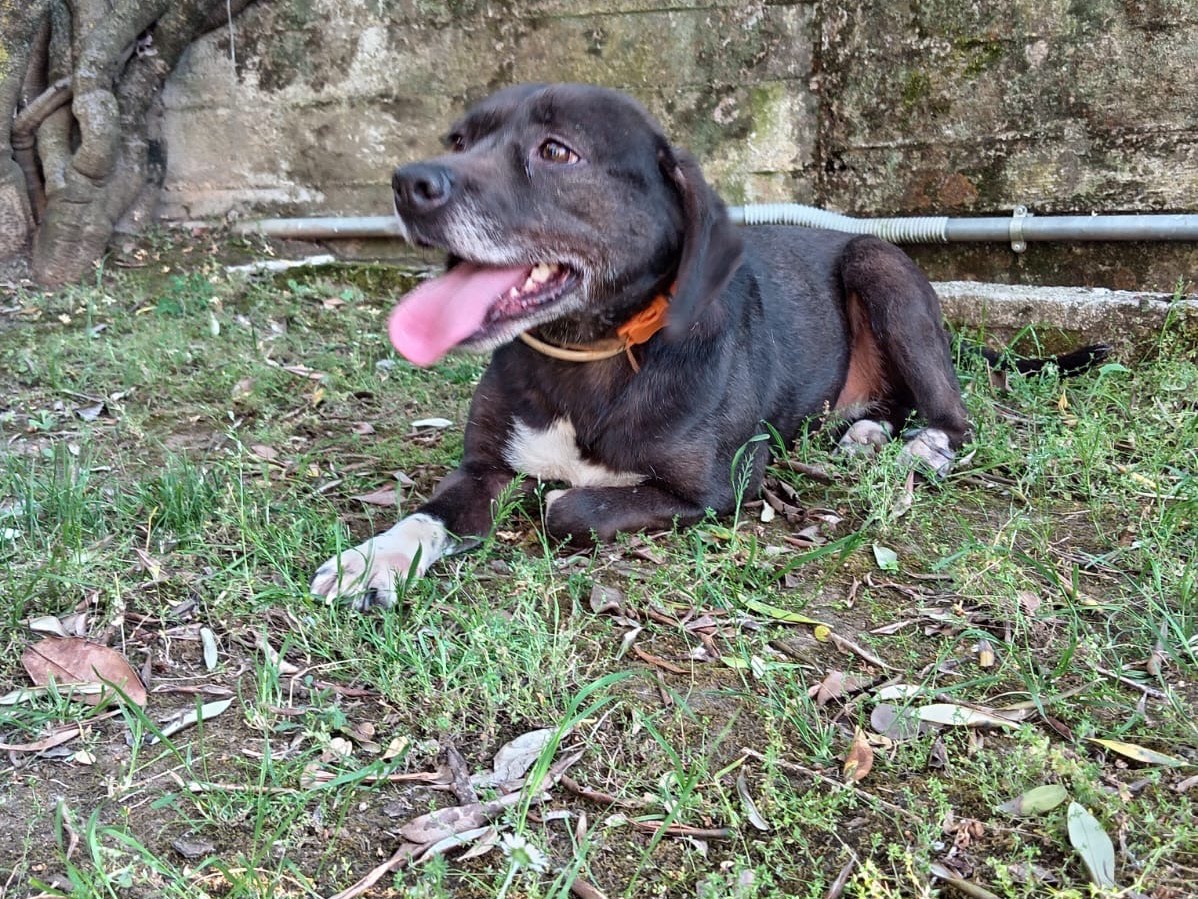 Adotta un cane, femmina, 7 anni e 4 mesi, Frosinone