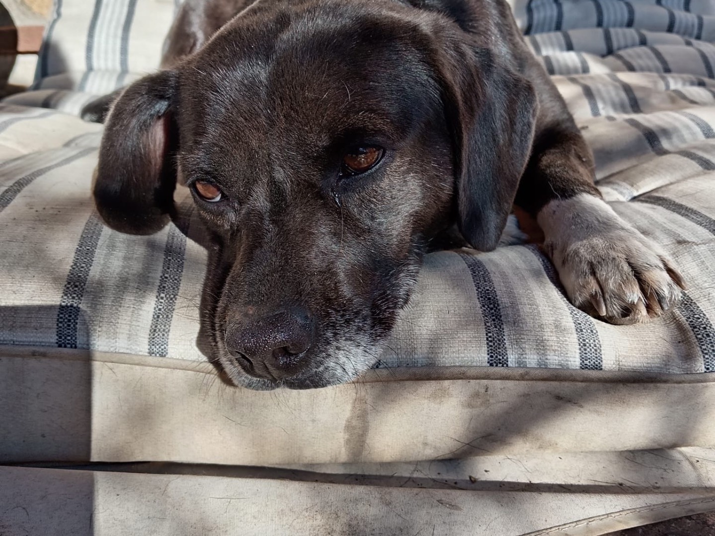 Adotta il cane Ragù a Frosinone