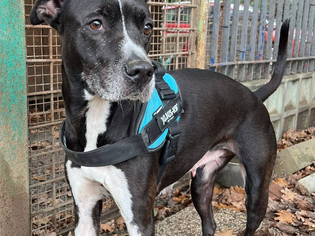 Adozione cane, femmina, Razza sconosciuta Razza sconosciuta, 5 anni e 6 mesi, taglia media, Ravenna