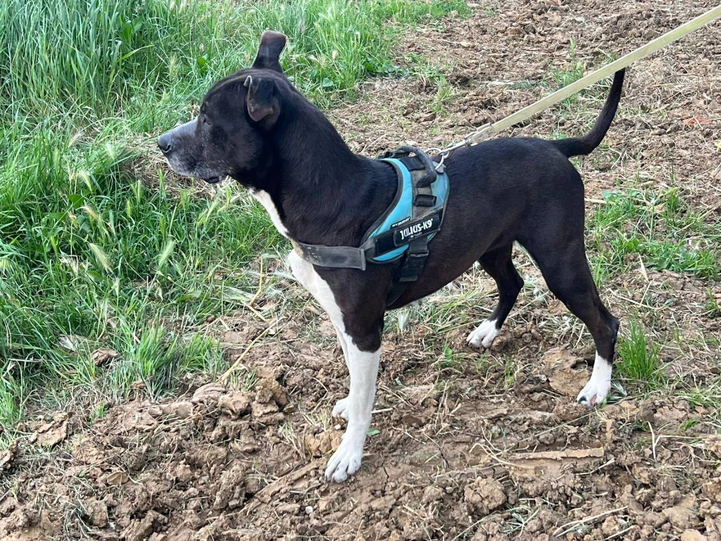 Adotta un cane, femmina, 5 anni e 6 mesi, Ravenna