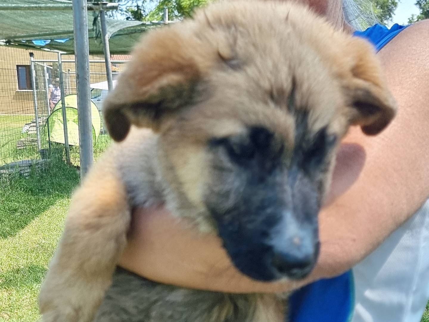 Adozione cane, femmina, Pastore tedesco Razza sconosciuta, 3 mesi, taglia grande, Pavia