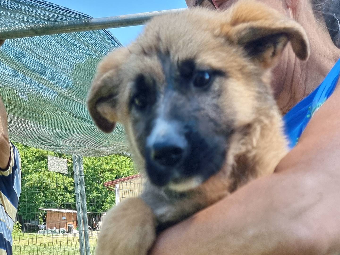 Adotta un cane, femmina, 3 mesi, Pavia