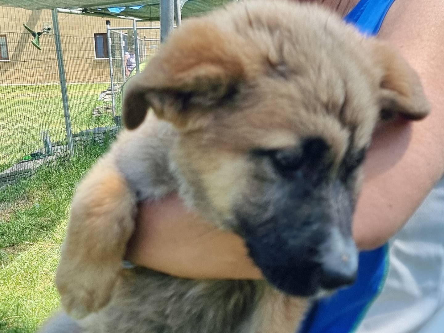 Adotta un cane, taglia grande, femmina, Pavia