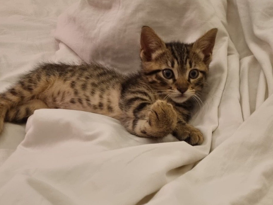 Adozione gatto, maschio, Razza sconosciuta Razza sconosciuta, 2 mesi, taglia non valida, Trapani