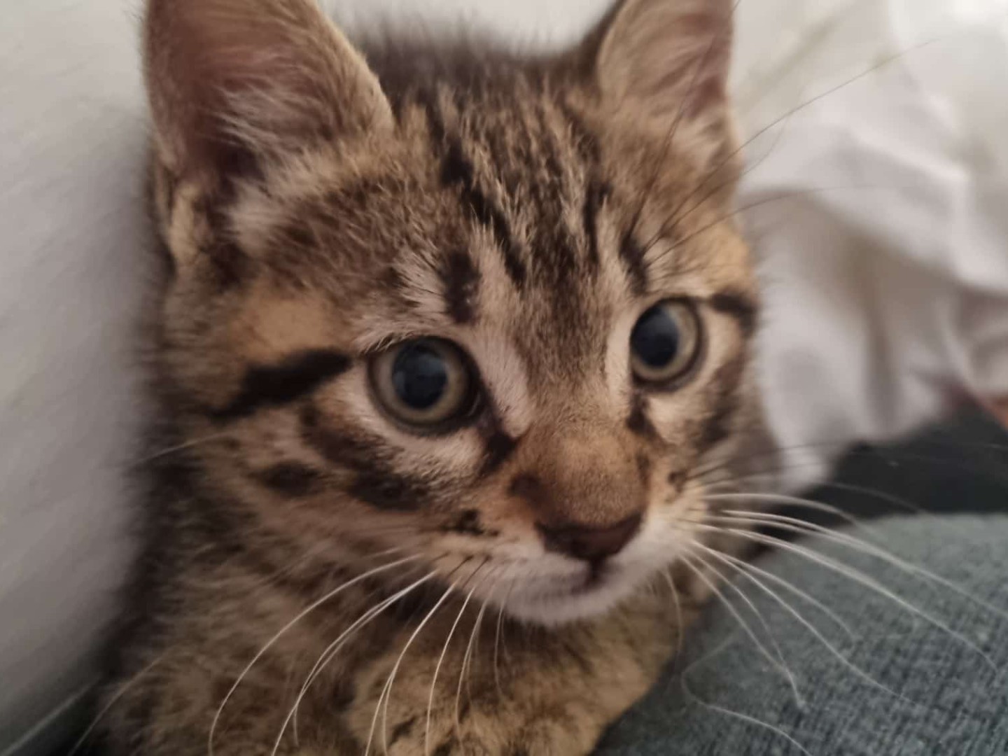 Adotta un gatto, maschio, 2 mesi, Trapani