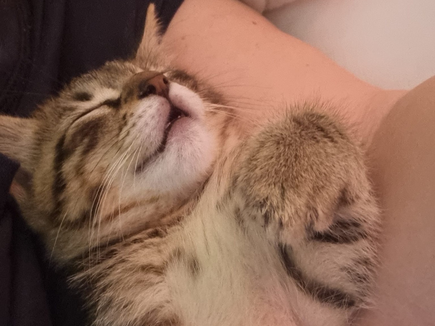 Adotta un gatto, taglia non valida, maschio, Trapani