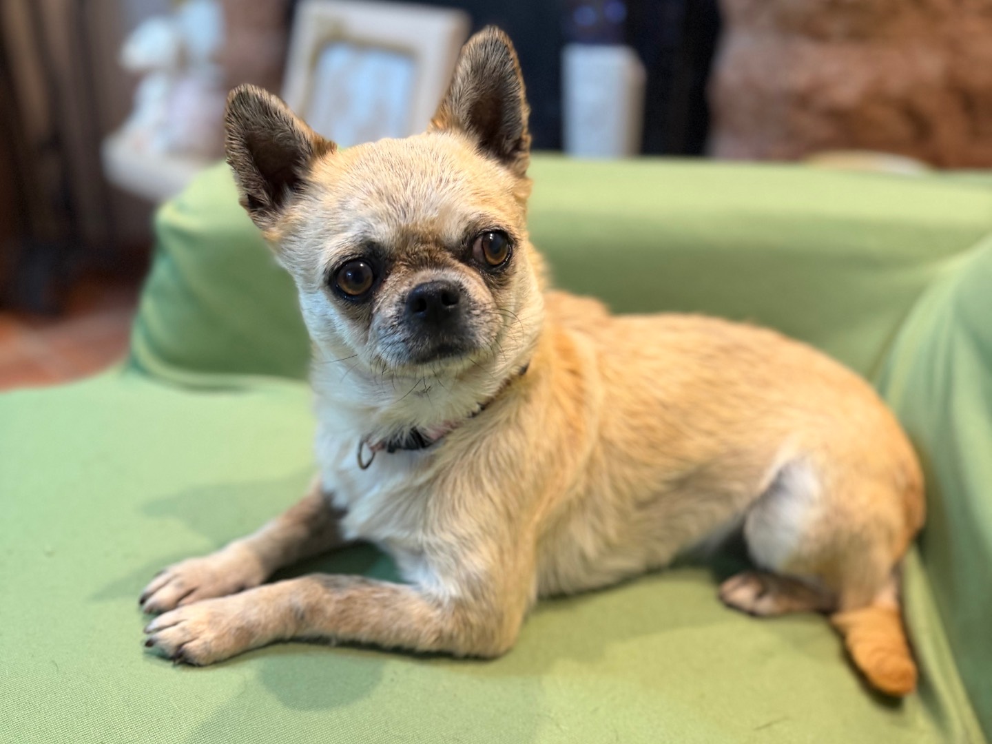 Adozione cane, femmina, Chihuahua Razza sconosciuta, 4 anni e 7 mesi, taglia piccola, Messina