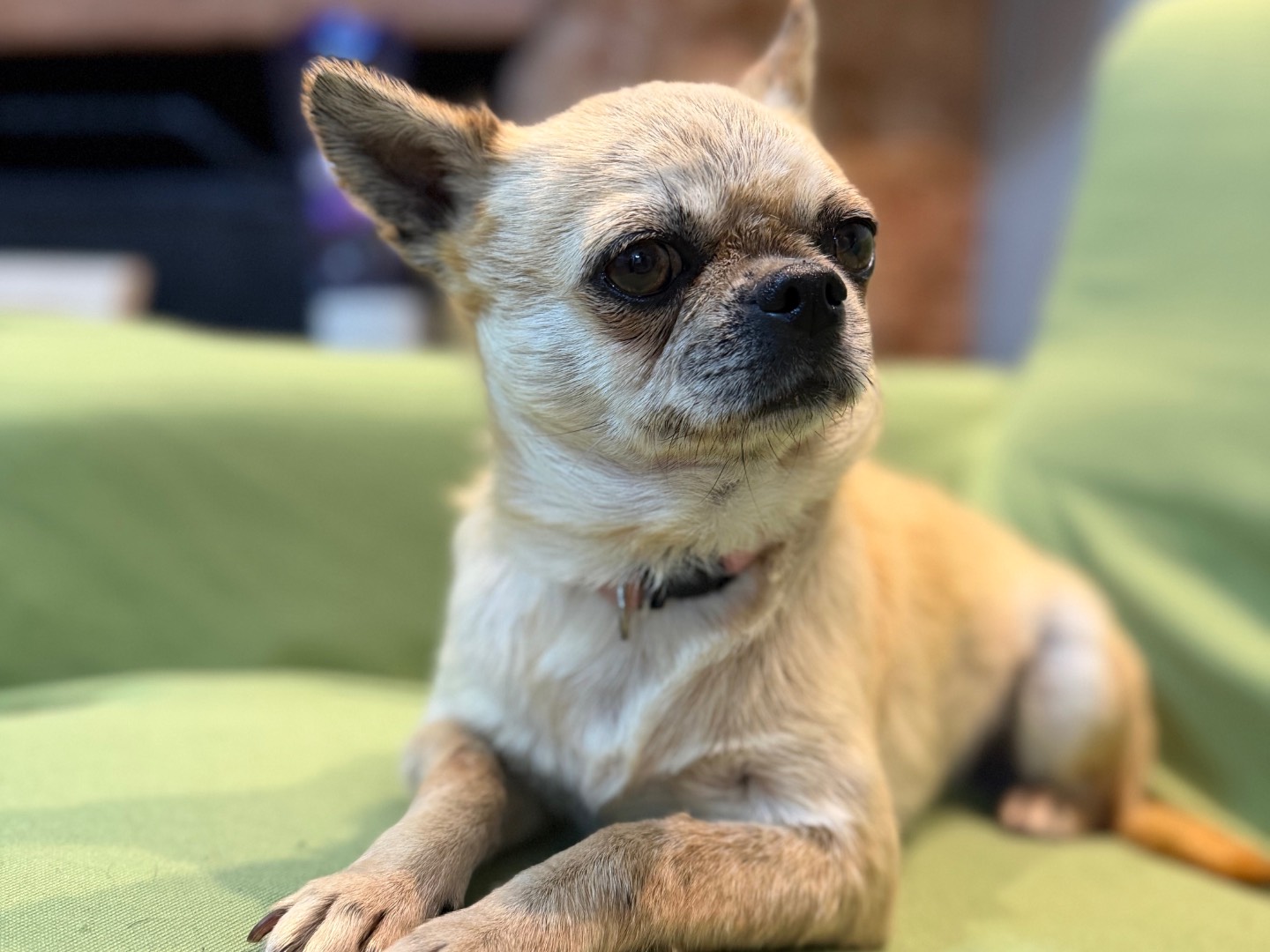 Adotta un cane, femmina, 4 anni e 7 mesi, Messina