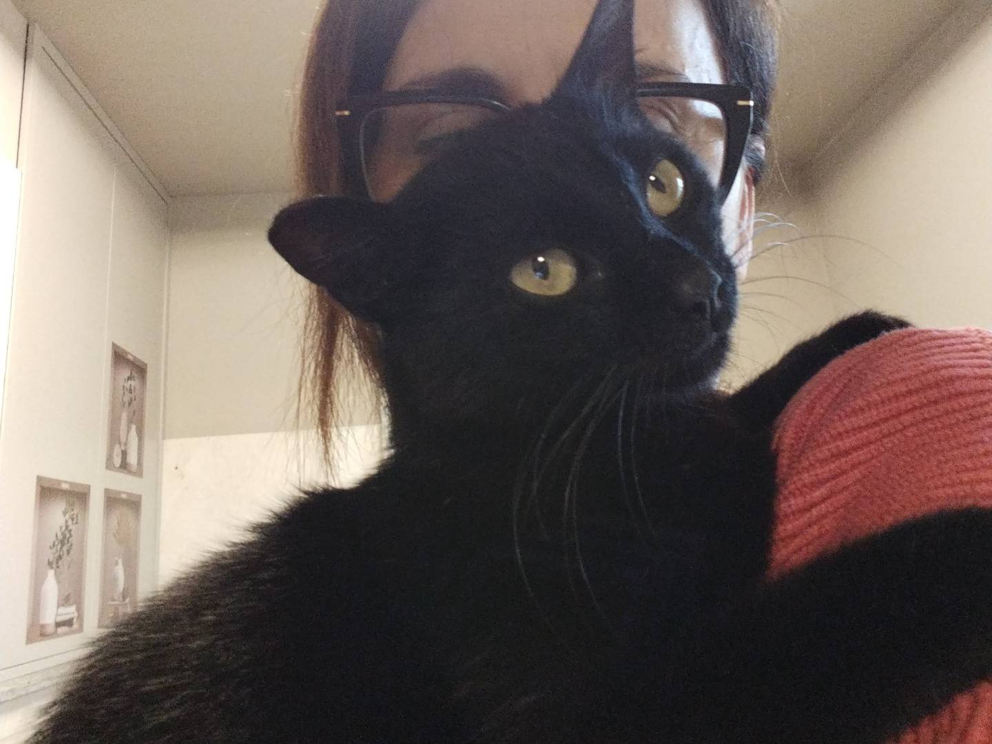 Adozione gatto, femmina, Razza sconosciuta Razza sconosciuta, 9 mesi, taglia non valida, Pavia