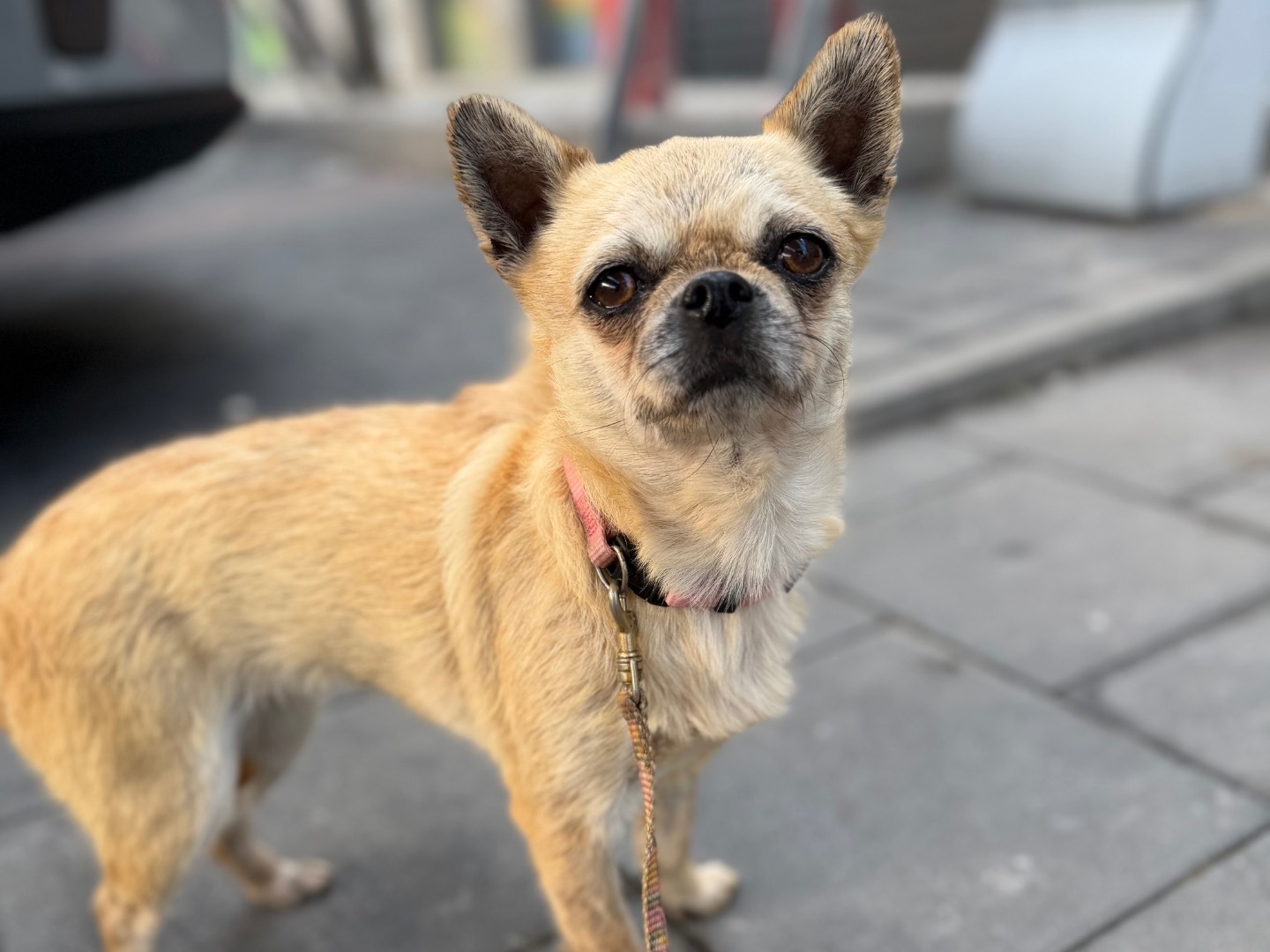 Adotta un cane, taglia piccola, femmina, Messina