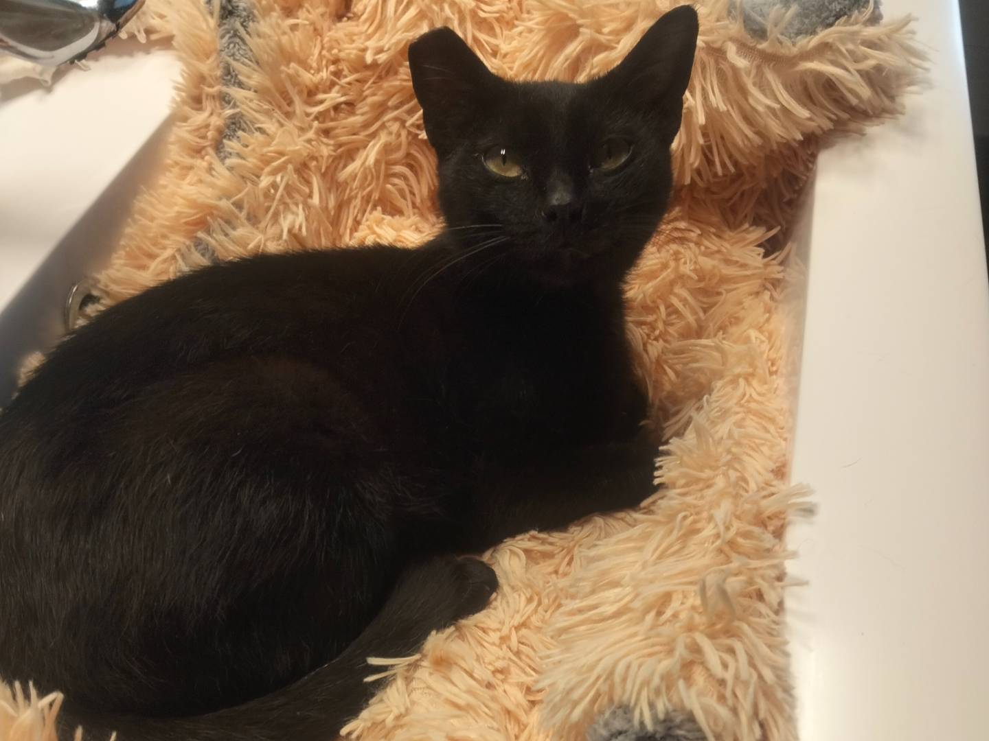 Adotta un gatto, femmina, 9 mesi, Pavia