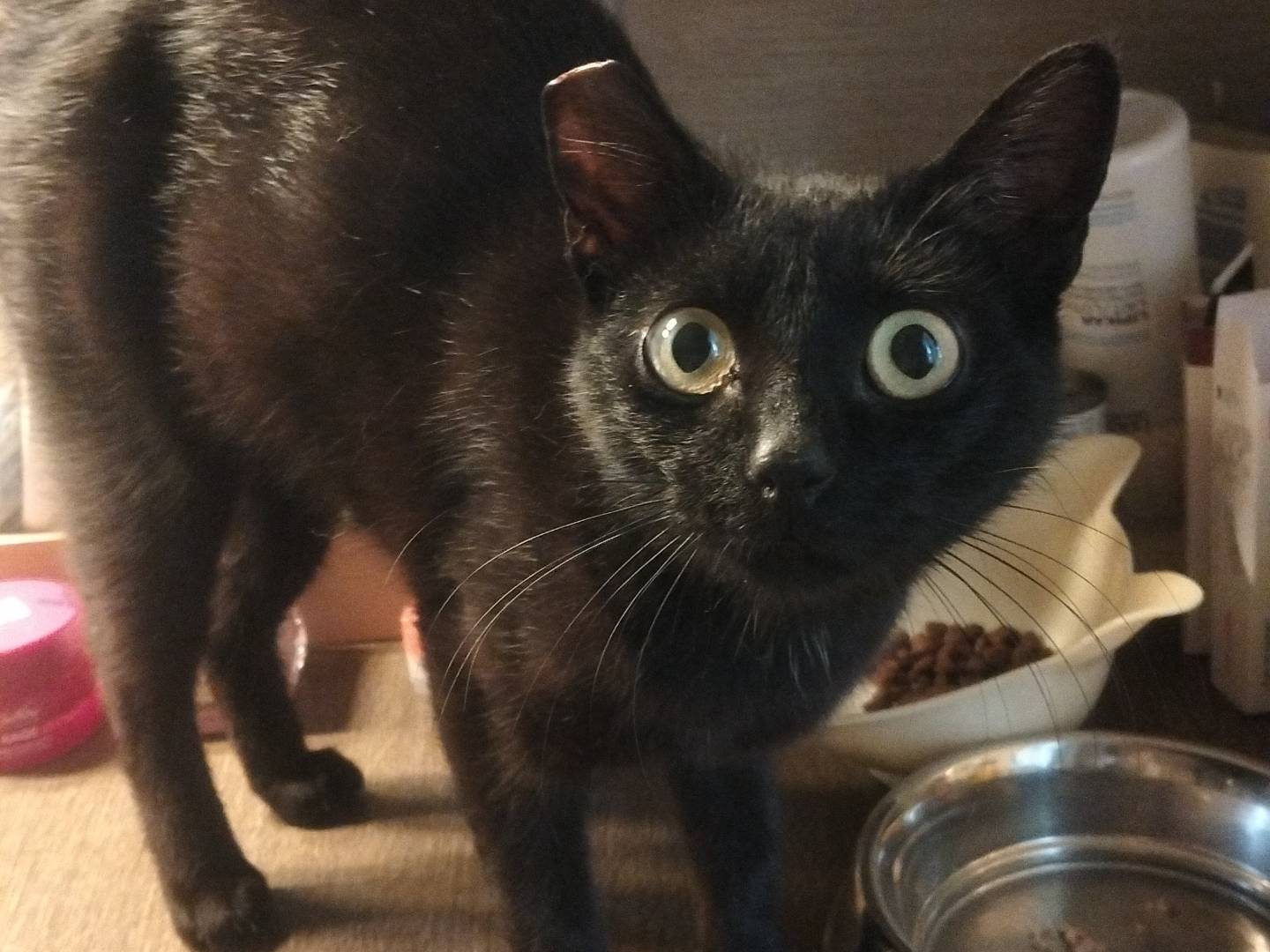 Adotta un gatto, taglia non valida, femmina, Pavia