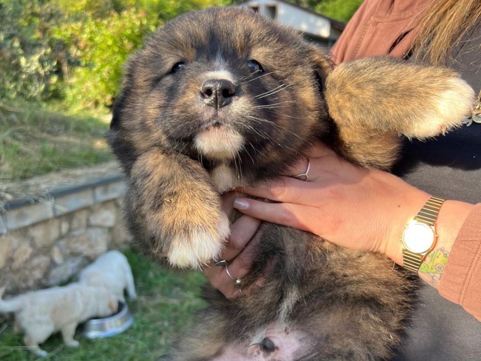 Adozione cane, maschio, Razza sconosciuta Razza sconosciuta, 2 mesi, taglia grande, Frosinone