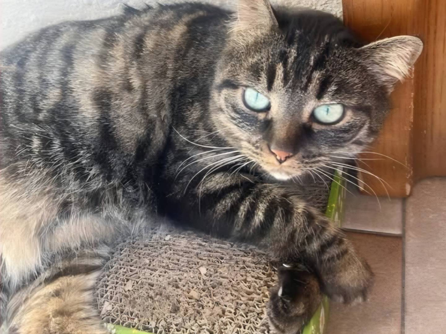 Adozione gatto, femmina, Razza sconosciuta Razza sconosciuta, 10 anni, taglia non valida, Torino
