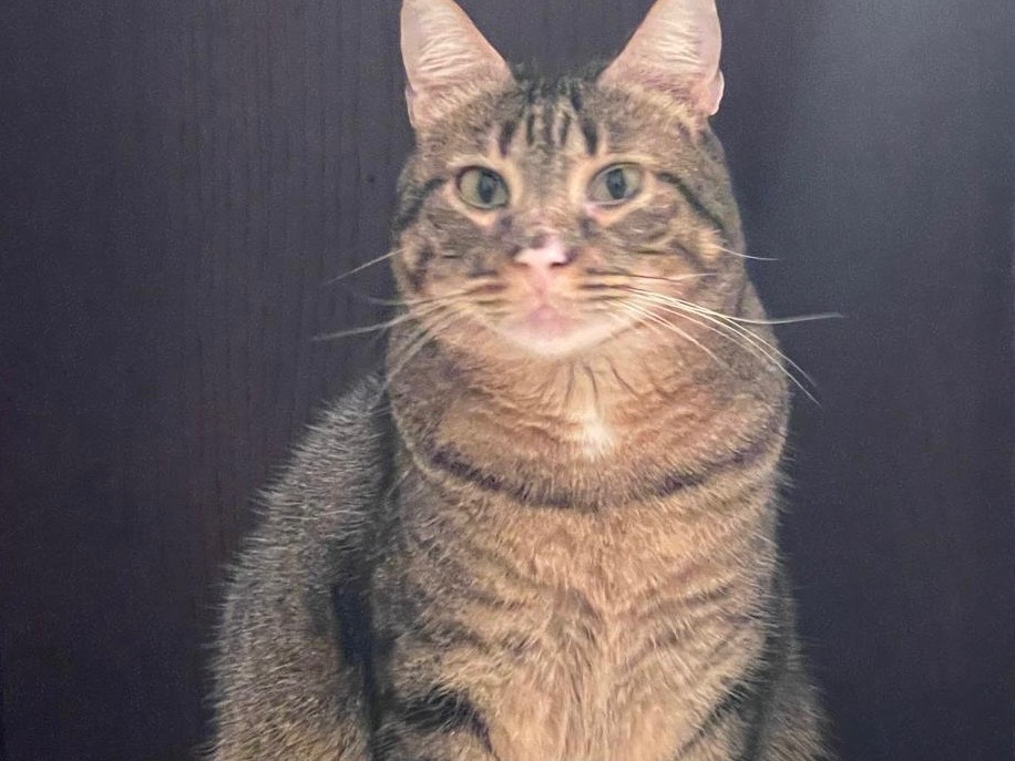Adotta un gatto, femmina, 2 anni e 4 mesi, Roma