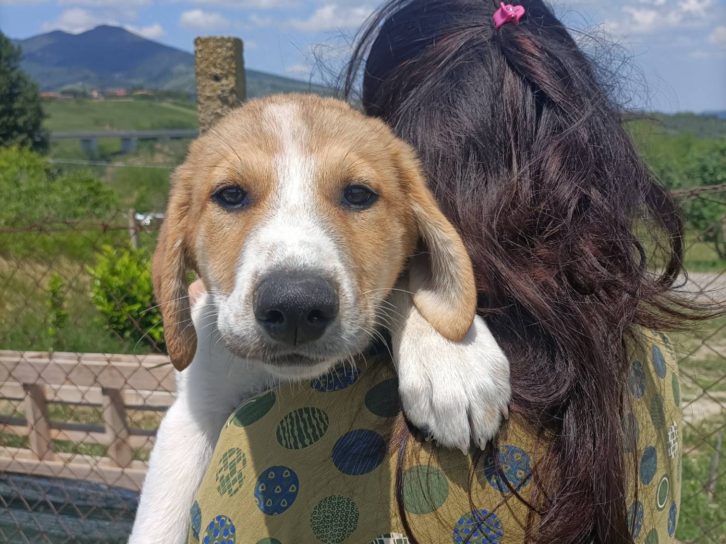Vuoi adottare un cane a Potenza?