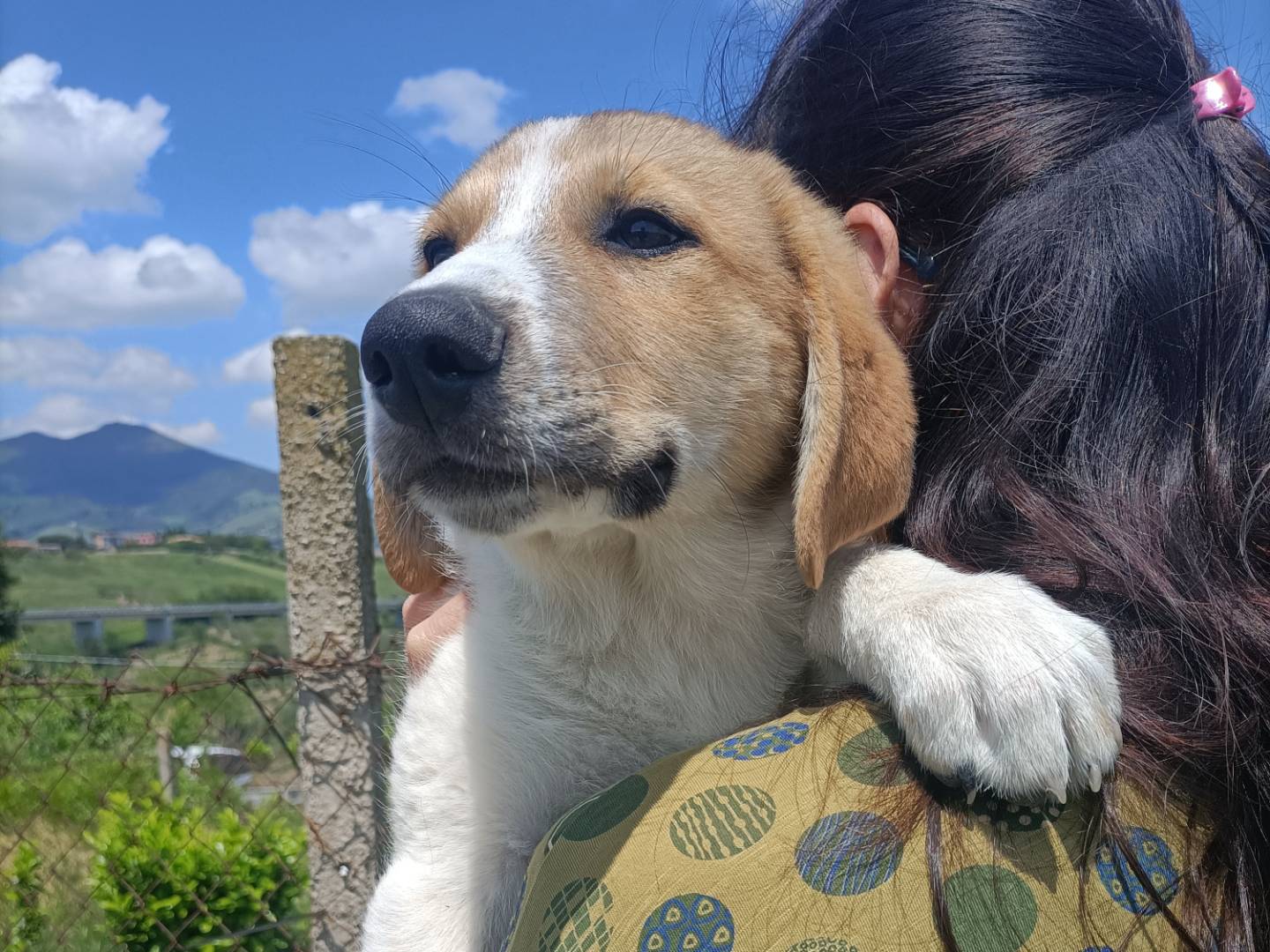 Adotta il cane Brad a Potenza