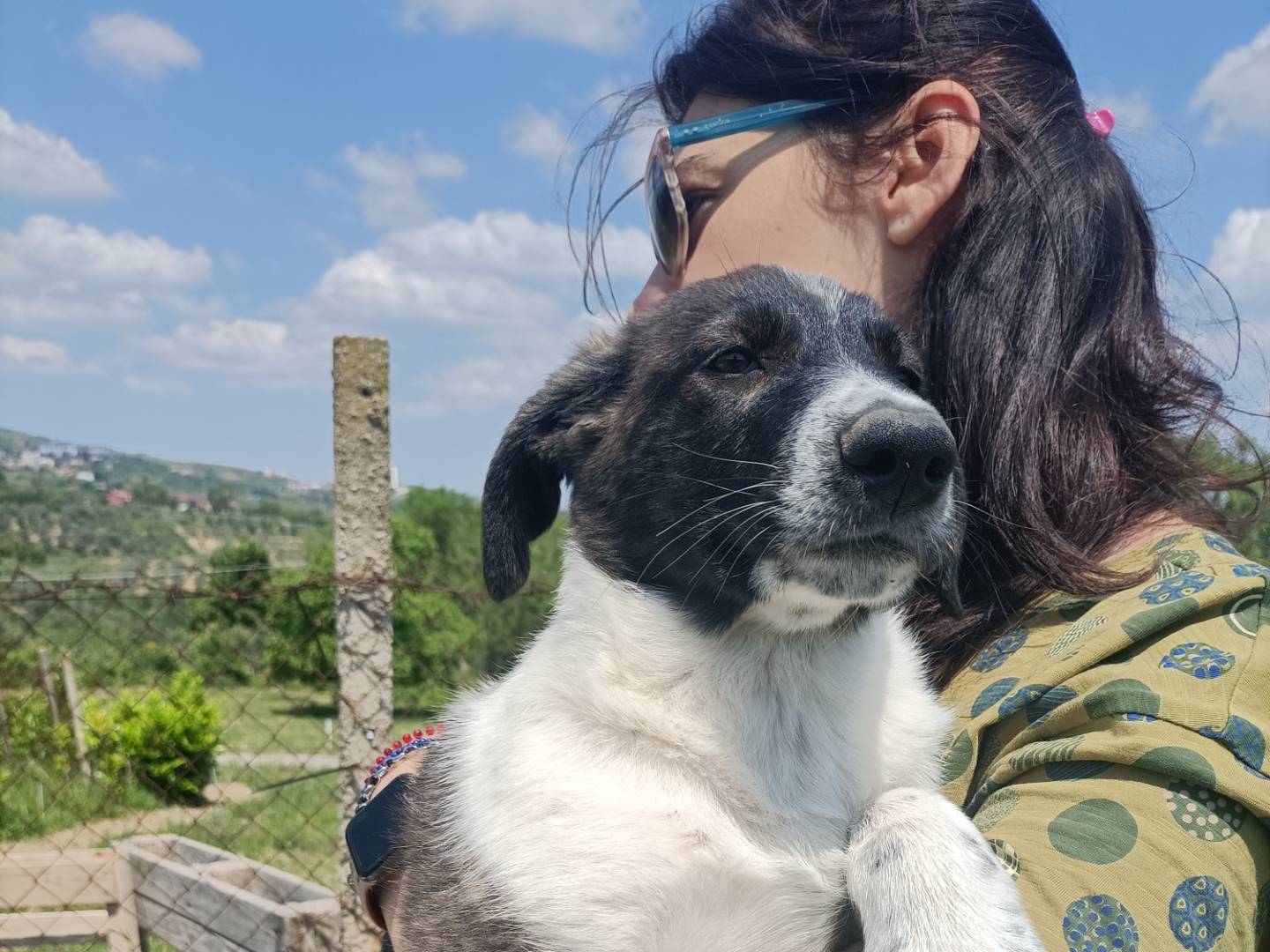 Adozione cane, femmina, Razza sconosciuta Razza sconosciuta, 3 mesi, taglia media, Potenza