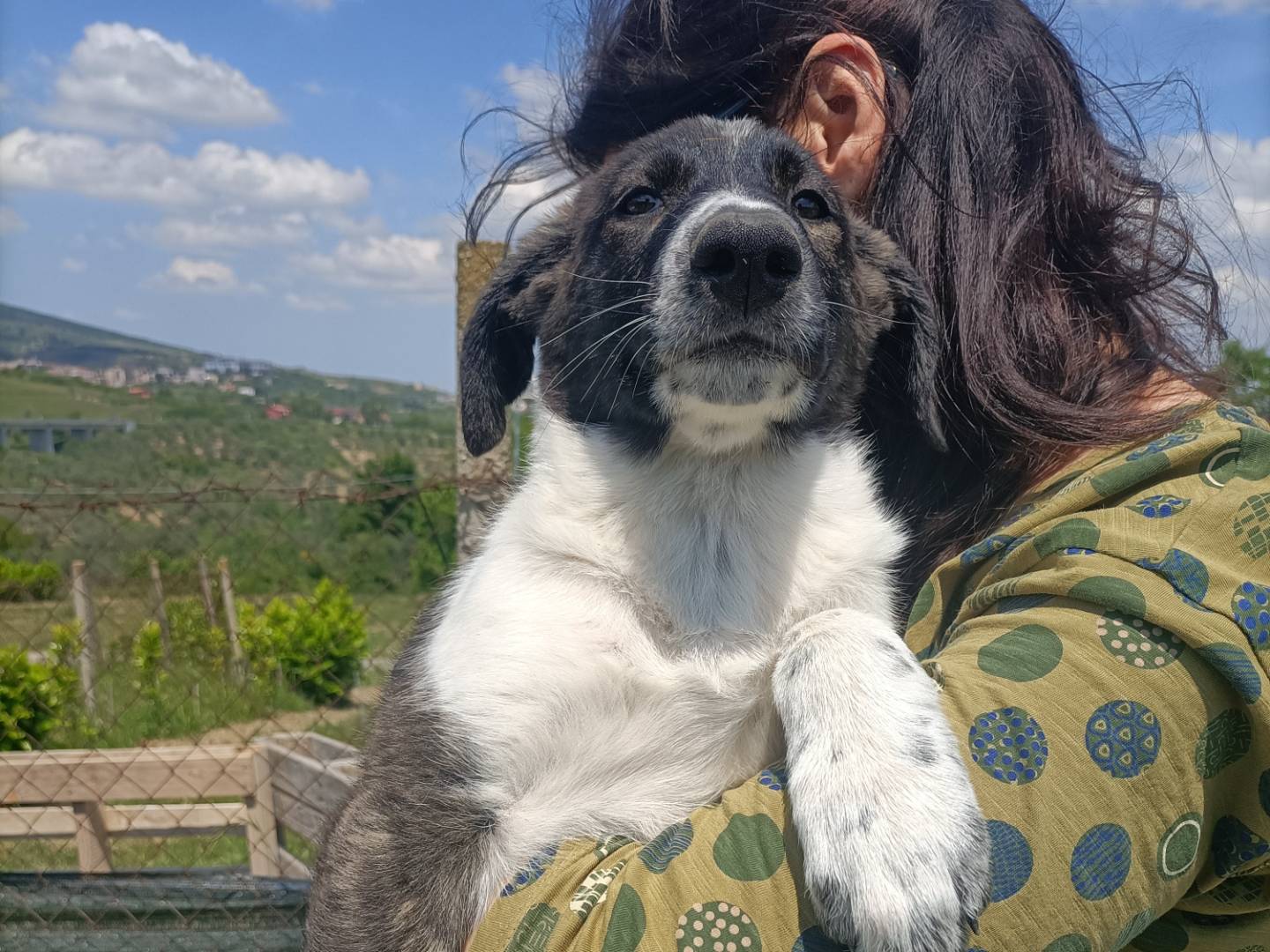 Adotta un cane, femmina, 3 mesi, Potenza