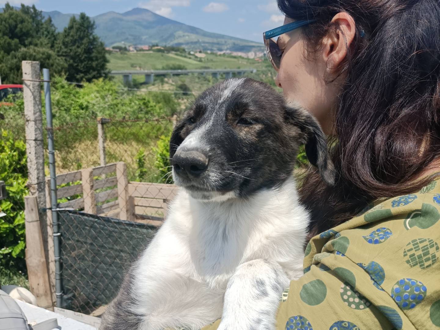 Adotta un cane, taglia media, femmina, Potenza