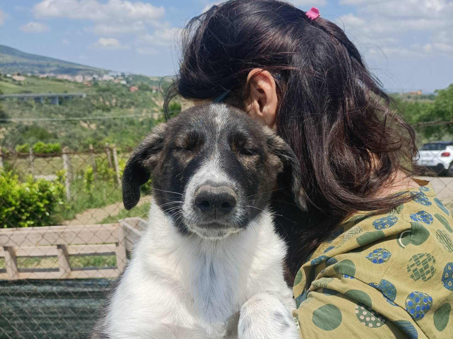 Vuoi adottare un cane a Potenza?