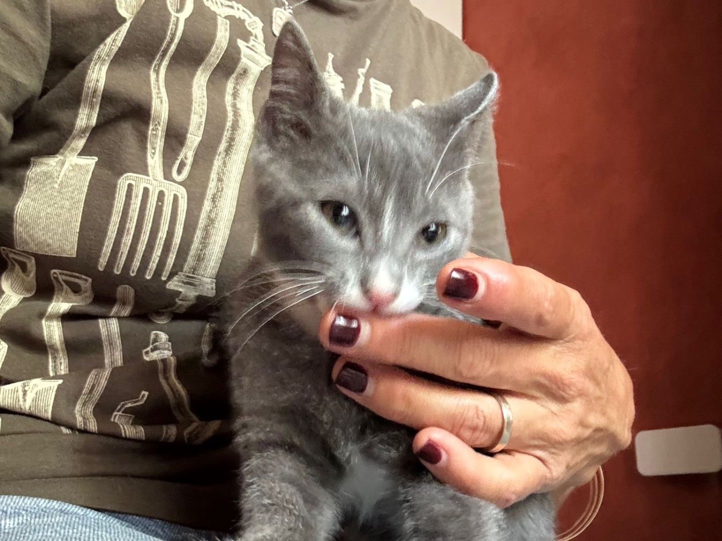 Adotta un gatto, maschio, 2 mesi, Treviso