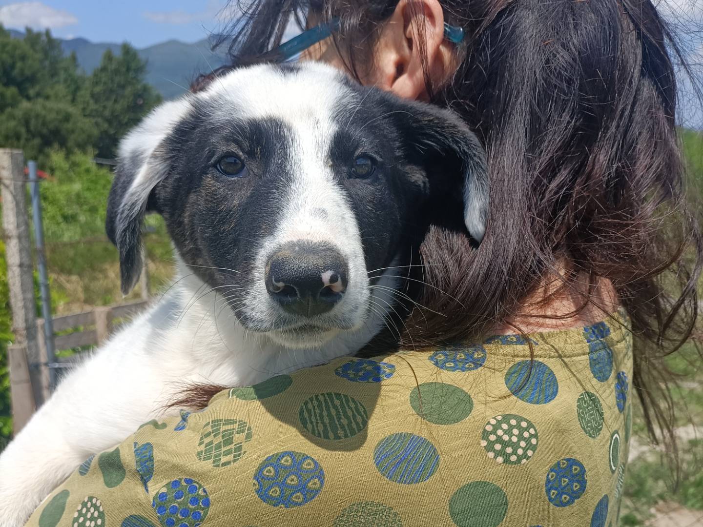 Adozione cane, femmina, Razza sconosciuta Razza sconosciuta, 2 mesi, taglia media, Potenza
