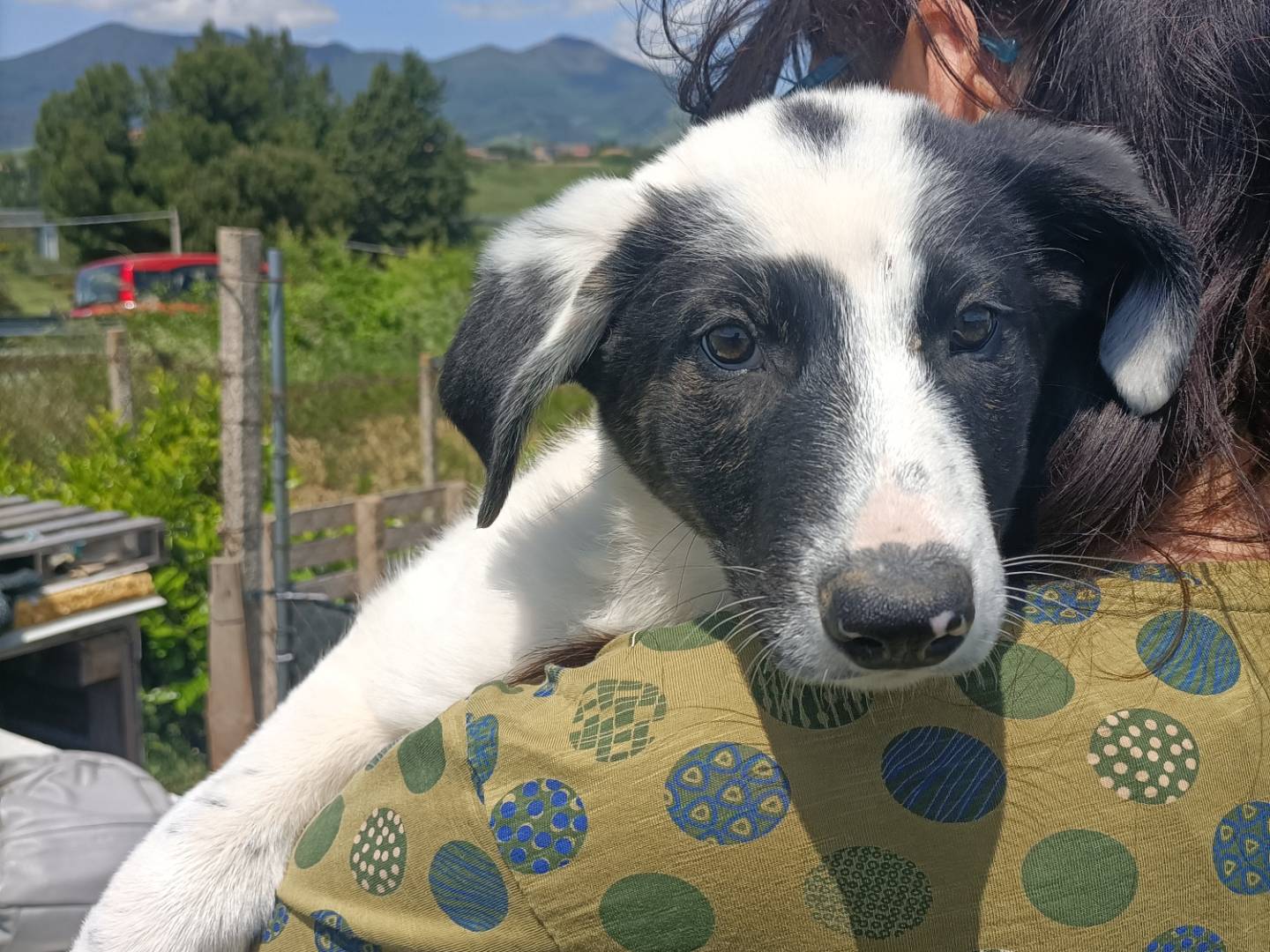 Adotta un cane, femmina, 2 mesi, Potenza