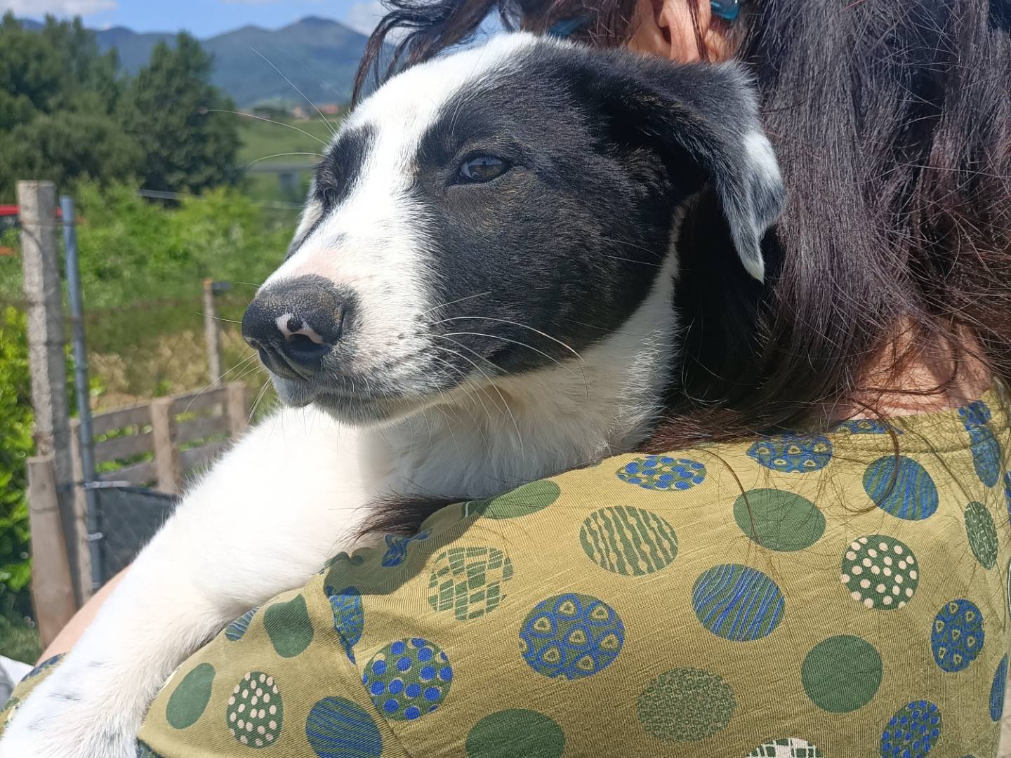 Adotta un cane, taglia media, femmina, Potenza
