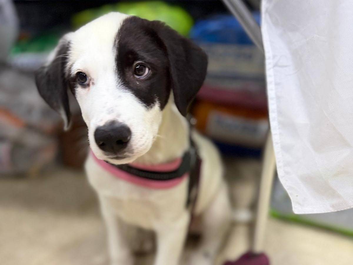 Adozione cane, maschio, Razza sconosciuta Razza sconosciuta, 3 mesi, taglia grande, Messina