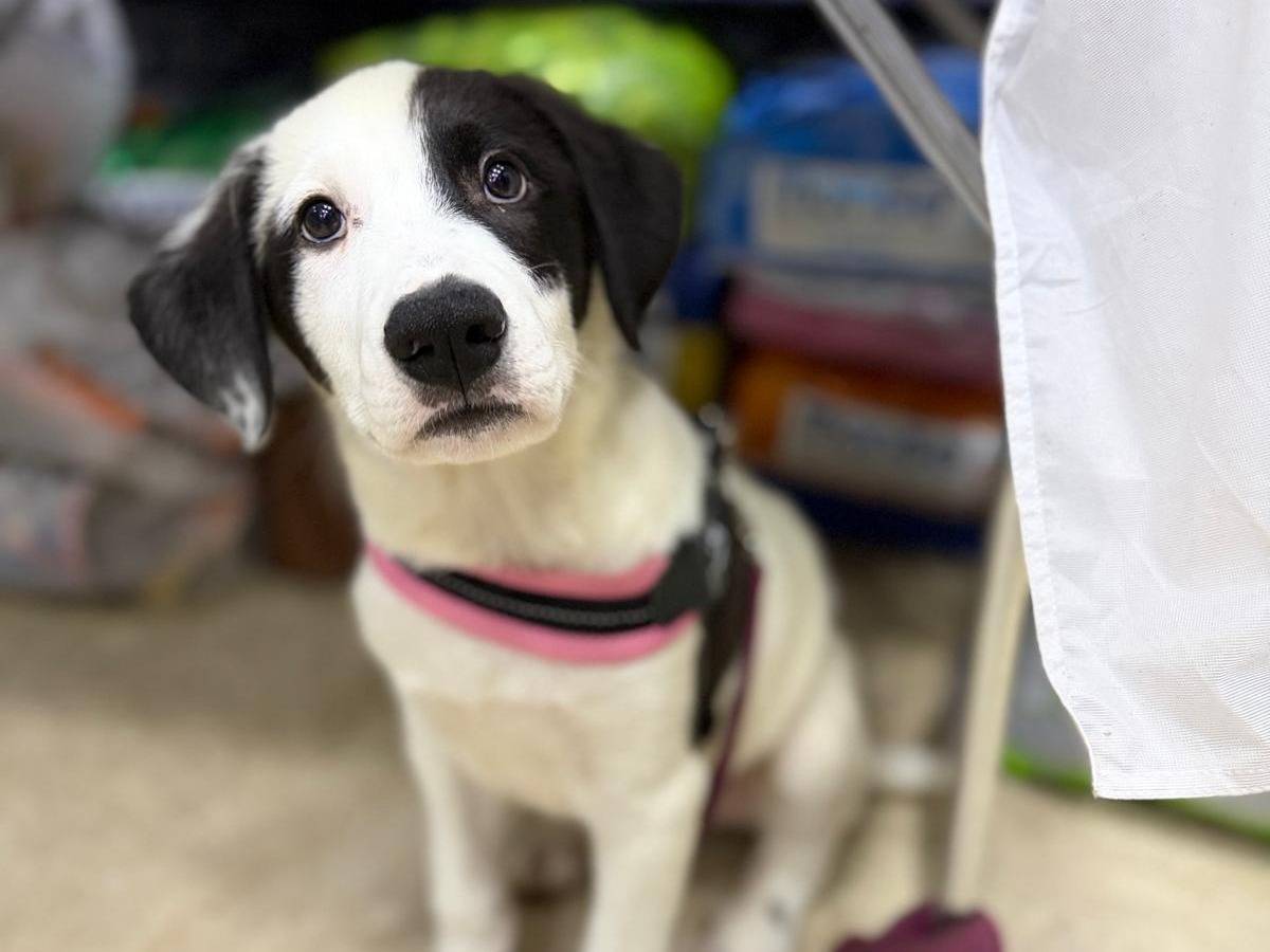 Adotta un cane, maschio, 3 mesi, Messina
