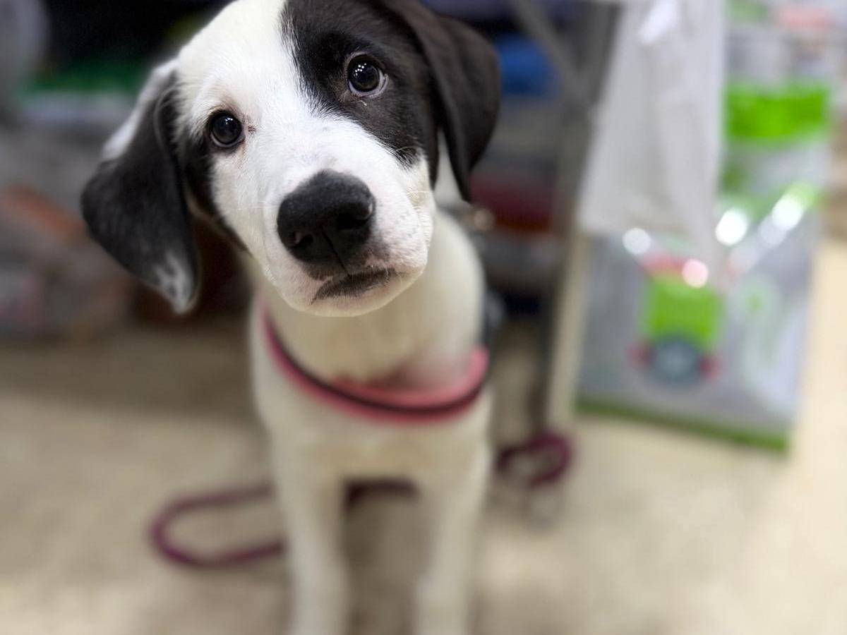 Adotta un cane, taglia grande, maschio, Messina