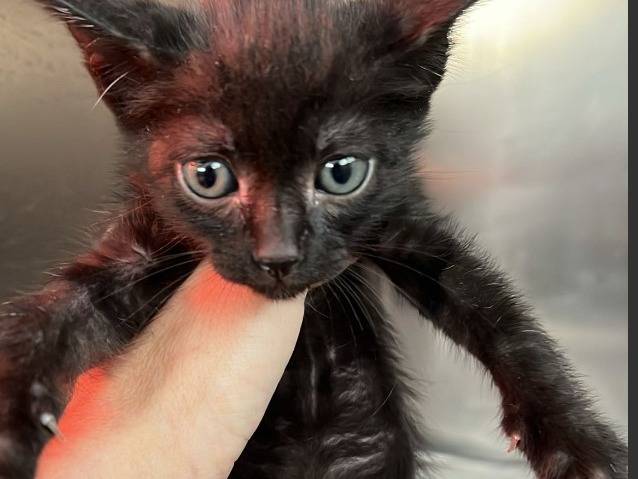 Adozione gatto, femmina, Razza sconosciuta Razza sconosciuta, 2 mesi, taglia non valida, Messina