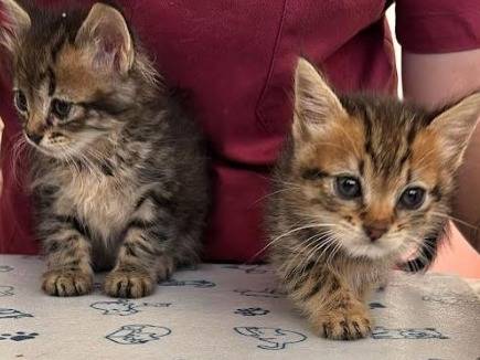Adozione gatto, femmina, Razza sconosciuta Razza sconosciuta, 2 mesi, taglia non valida, Messina