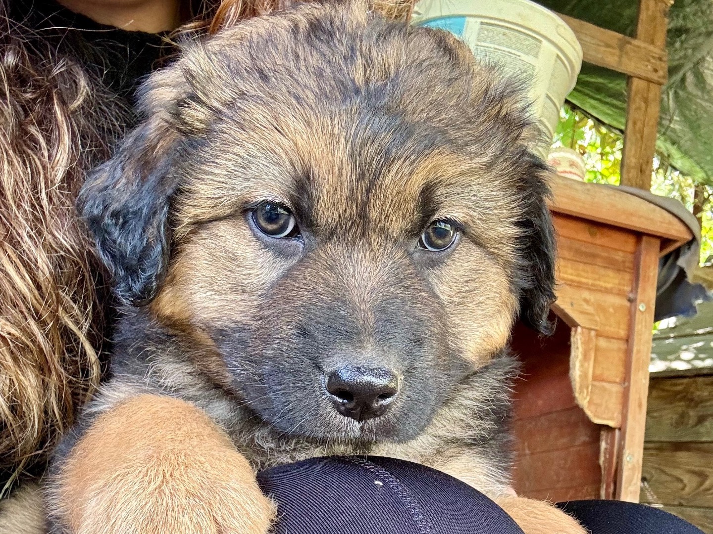 Adozione cane, maschio, Razza sconosciuta Razza sconosciuta, 1 mesi, taglia grande, Agrigento