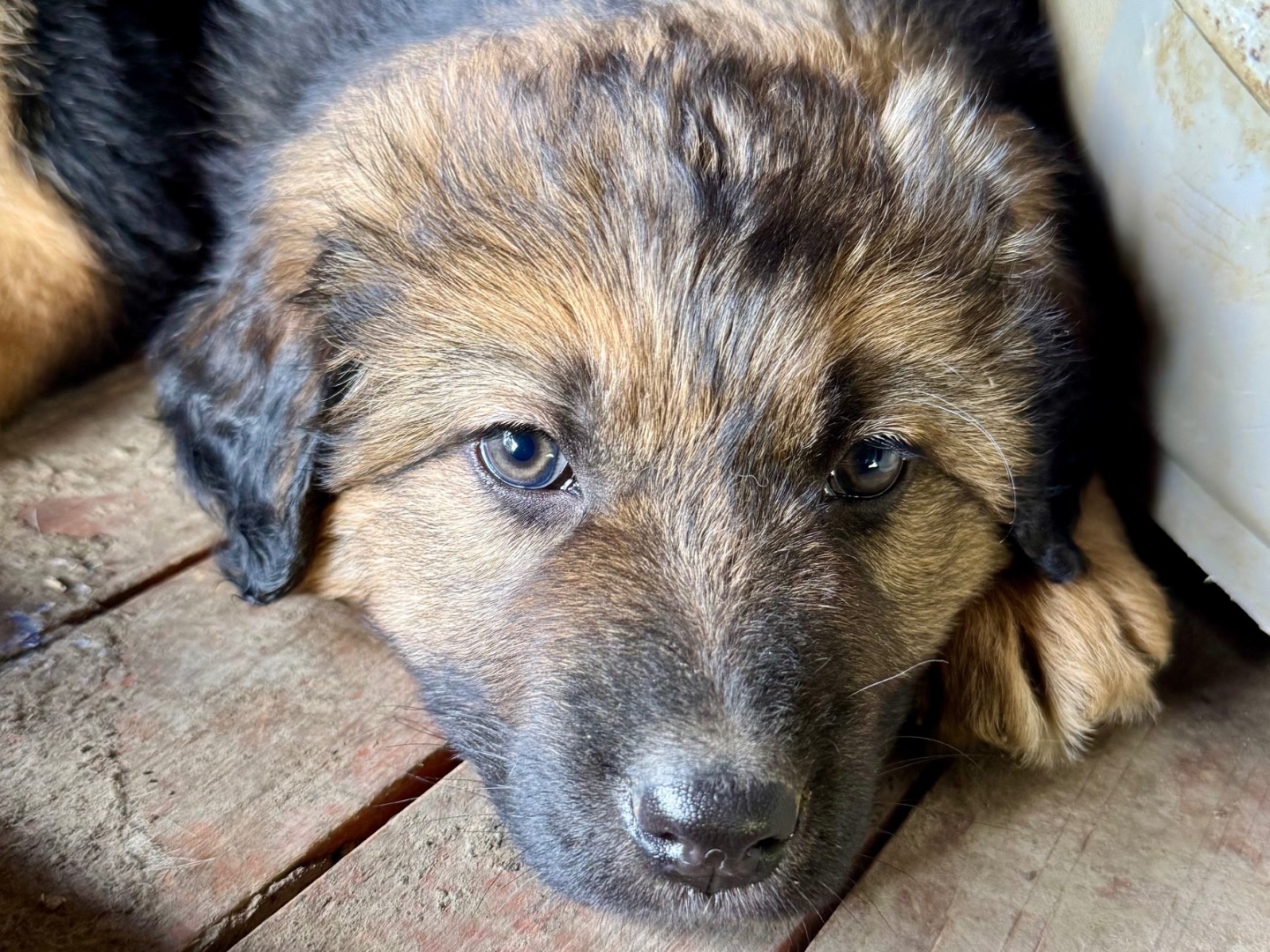 Adotta un cane, maschio, 1 mesi, Agrigento