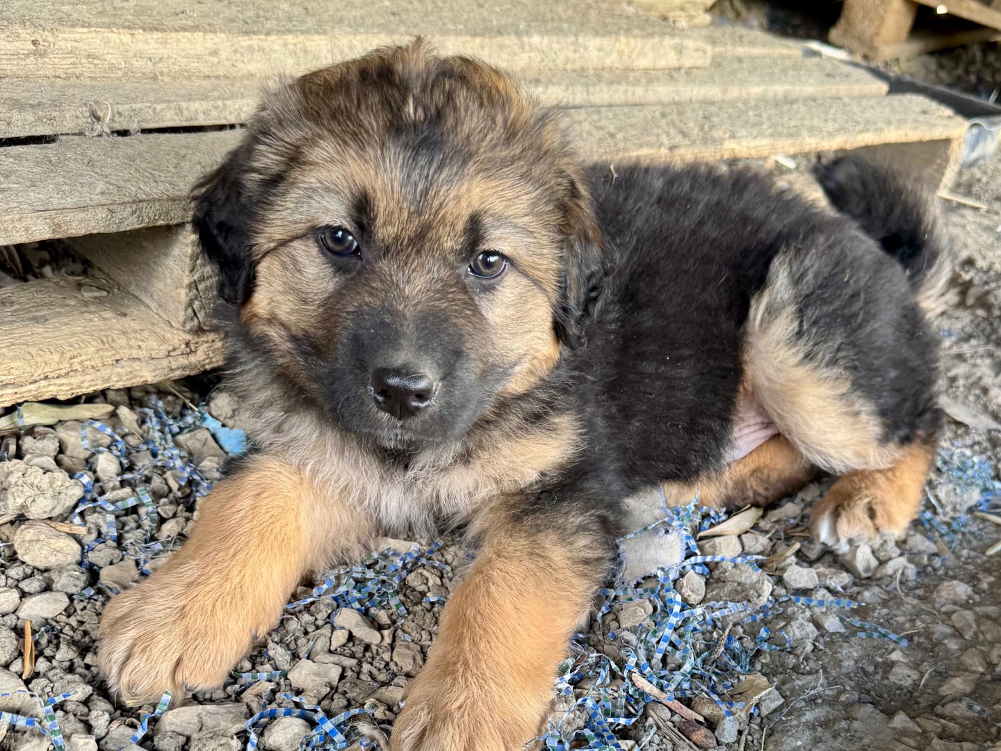 Adotta un cane, taglia grande, maschio, Agrigento