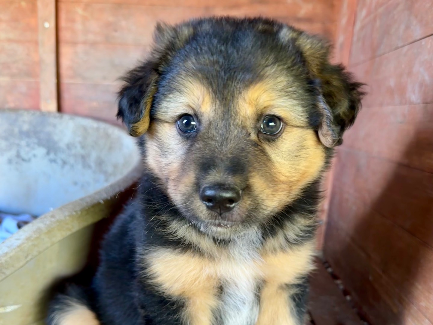 Vuoi adottare un cane a Agrigento?