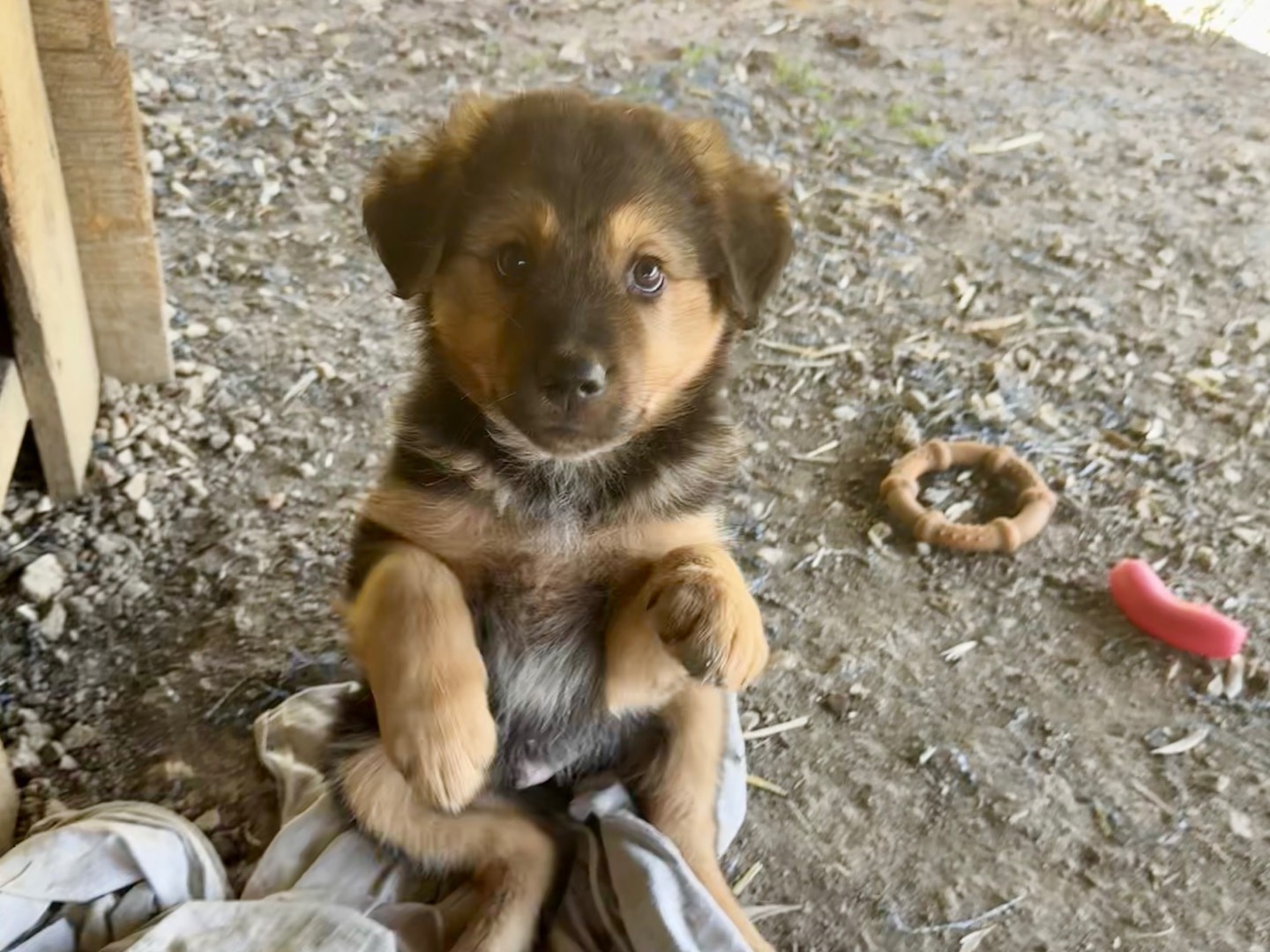 Adotta il cane Toby a Agrigento