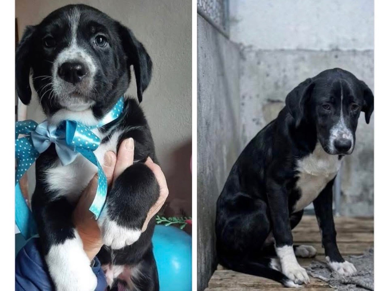 Adozione cane, maschio, Razza sconosciuta Razza sconosciuta, 4 mesi, taglia media, Napoli