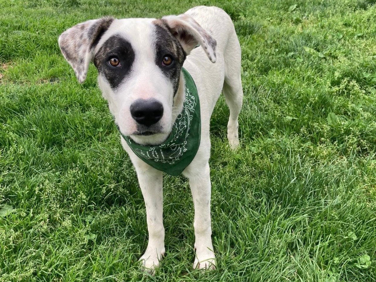 Adozione cane, maschio, Razza sconosciuta Razza sconosciuta, 4 mesi, taglia media, Lecco
