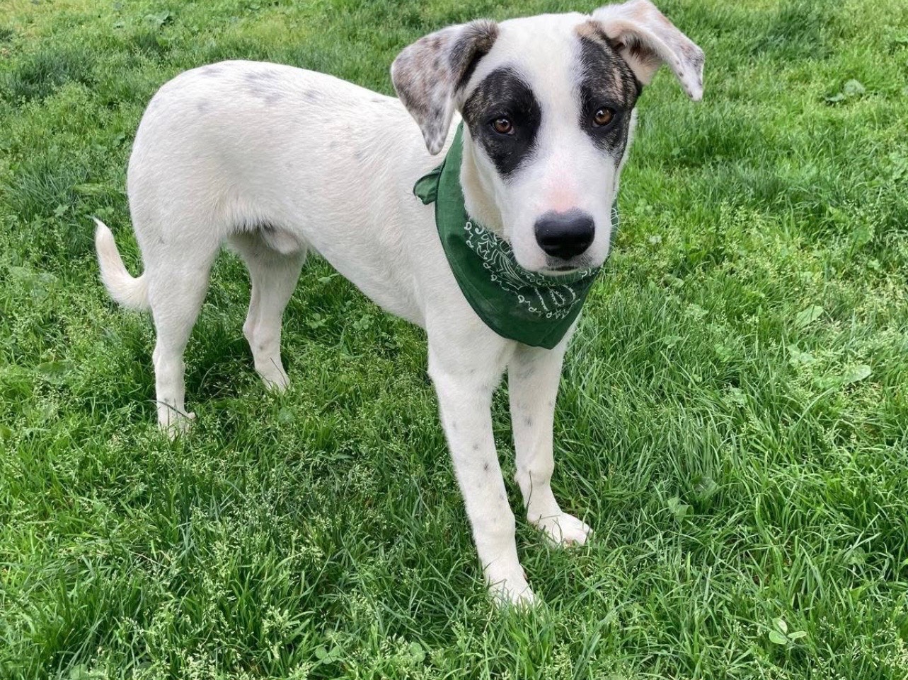 Adotta un cane, maschio, 4 mesi, Lecco