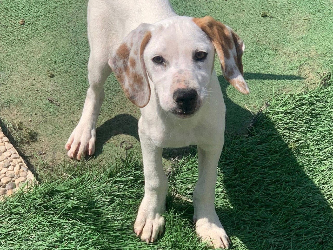 Adozione cane, maschio, Razza sconosciuta Razza sconosciuta, 3 mesi, taglia media contenuta, Lecco